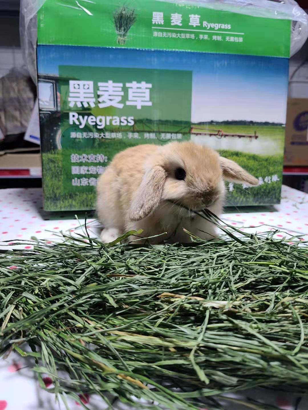 Dry ryegrass rabbit chinchilla high fiber pasture can replace timothy grass high protein nutrition gross weight 2 catties
