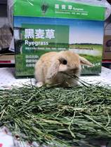 Drying Rye Grass Rabbit Dragon Cat High Fiber Pasta Alternative to Timothy Grass High Protein Nourishment Gross 2 catties