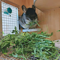 22 Years Selected Drying Clover Grass Hair Weight 1 kg Dragon Cat Rabbit Guinea Pig Grain High Protein Nutrient Pasture Grass Feed