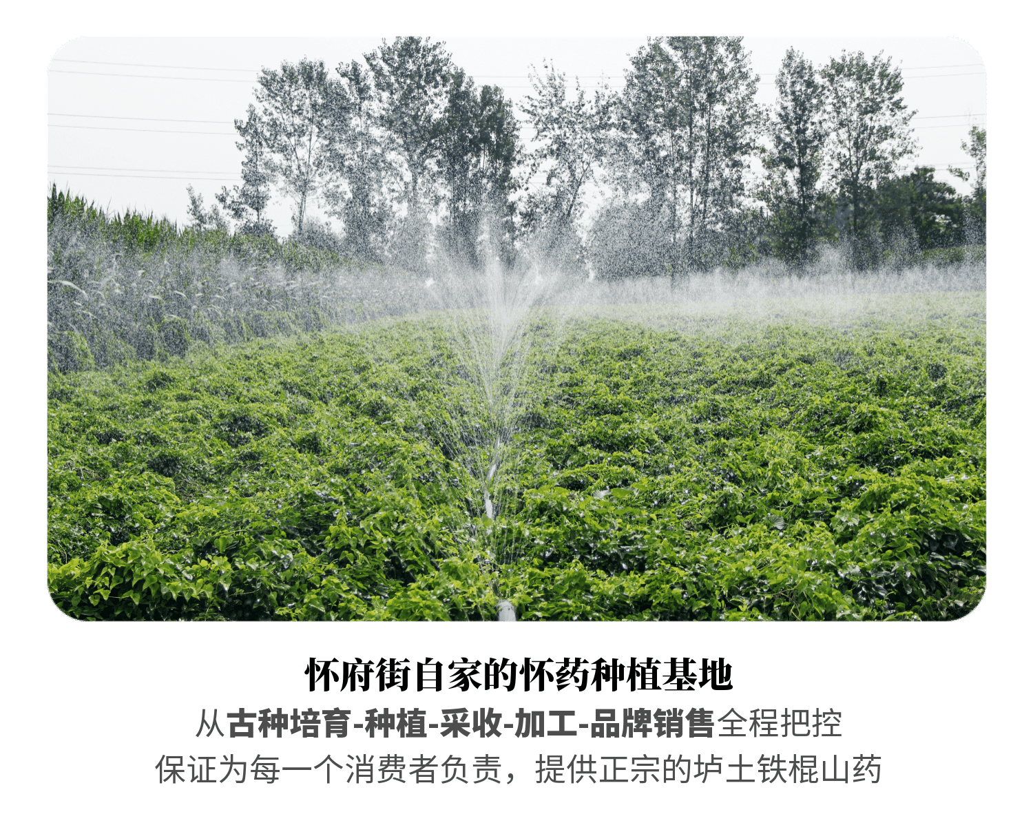 药食同源 怀府街 河南焦作温县铁棍山药 净重5斤 图7