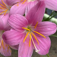 20 больших цветов