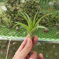 Becocar (отправить пружину) 7-10 см