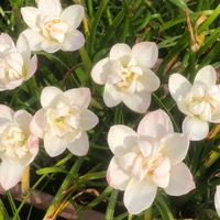 20 кусочков нежного белого