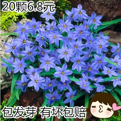 Fengyu Orchid Dental Pets Lan Lan Lan Court Green Desktop Популярный лотос лотос лотос Lotic Lily Flower четыре.