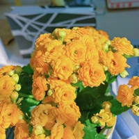 Ягода [80#Пластиковый бассейн] с цветочными почками