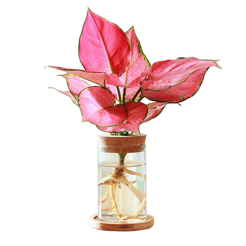 Творческое гидропонное растение, зеленый, цветы, благоприятный красное помещение для очищающего воздушного офиса в Вэньчжу.