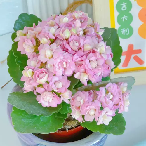 Долголетие Цветочное горшок Растение Тяжелая лепестка море Тянсия Большие цветочные бутоны и цветы саженцы в четырех сезонах цветов и цветов в четырех сезонах