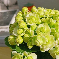 Зеленый Париж [110#Пластиковый бассейн] с цветочными почками