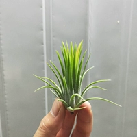 Зеленый, 6 см