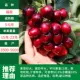 Fuxing (результат 5 лет саженцев) Мертвые саженцы, 81 см (включительно) -110 см (включительно)