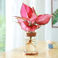 Круглая бутылка+благоприятный красный