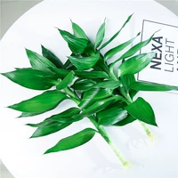 Guanyin Bamboo 2 деревья