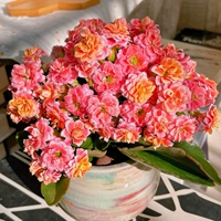 Легенда [80#Пластиковый бассейн] с цветочными почками