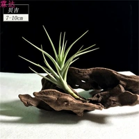 PERGERYS 6-9 см (отправить весну)