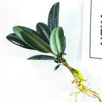 Черный король Конг