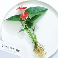 1 красная ладонь