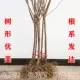 5 лет сообщения Miao (сильная рекомендация) разнообразие!, 81 см (включая) -110 см (включая)