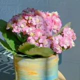 Долголетие Цветочное горшок Растение Тяжелая лепестка море Тянсия Большие цветочные бутоны и цветы саженцы в четырех сезонах цветов и цветов в четырех сезонах