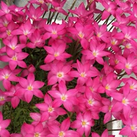 20 красных цветов