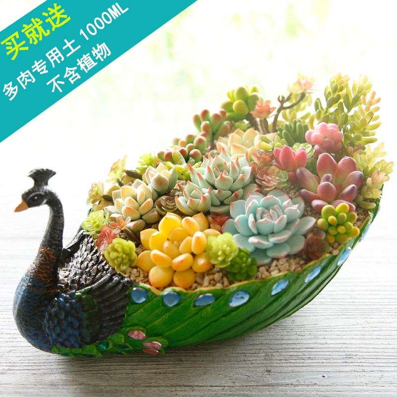 Special offer large peacock fleshy flowerpot creative platter flesh character combination potted the plants plastic not ceramic