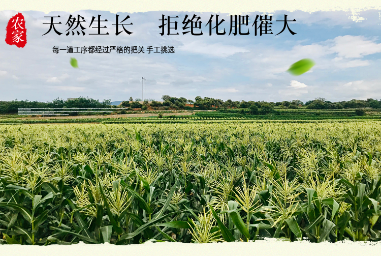 金吉圣 云南水果玉米 9斤 图2