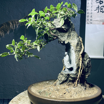 Root bouldering bonsai Green plant Tibetan King Bodhisattva figure Zen decoration Root carving wood carving