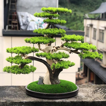 Cliff cypress simulation fake bonsai Welcome pine pine living room decoration New Chinese home decoration ornaments Entrance TV cabinet