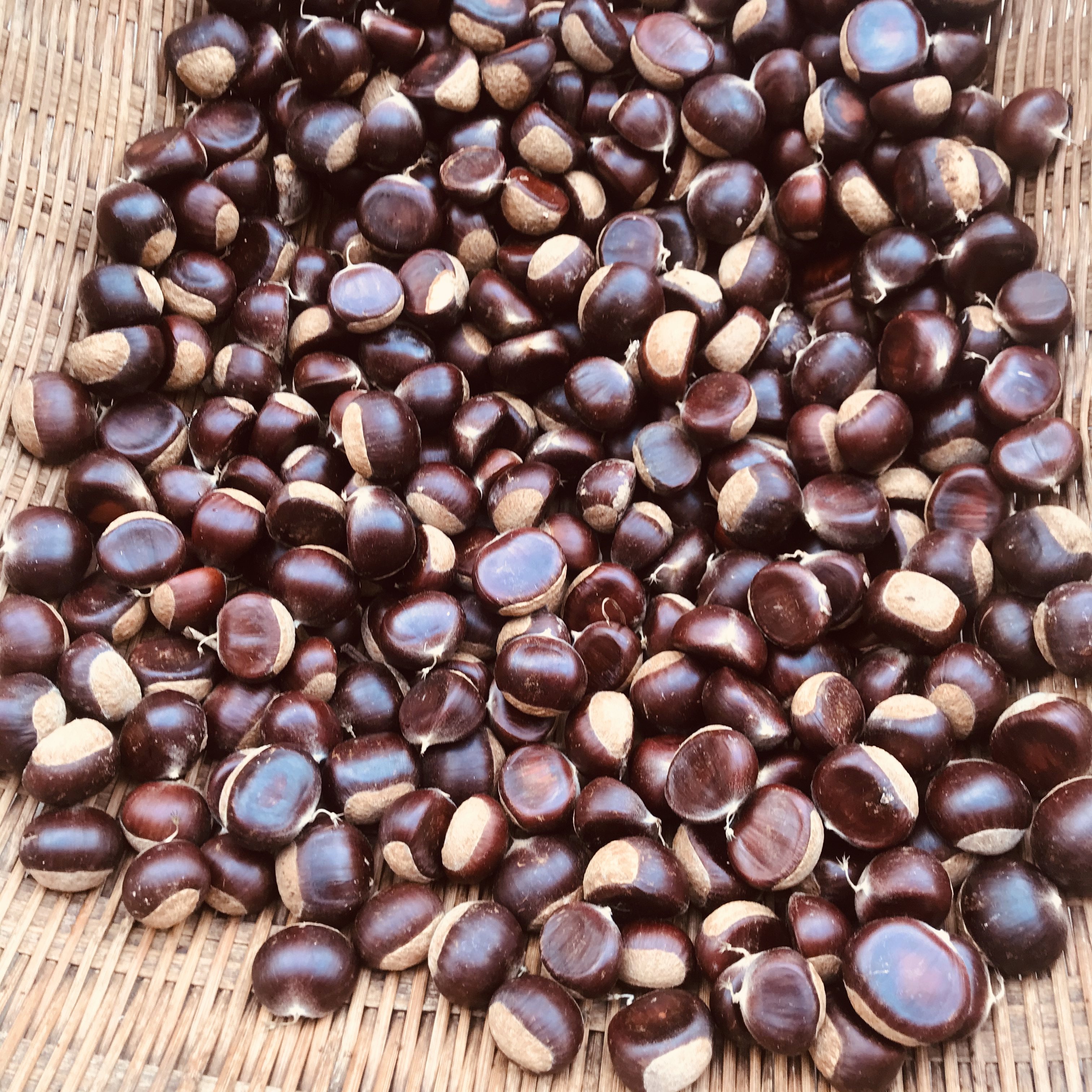 贵州板栗生新鲜带壳糖炒用的生板栗中大果毛栗子油栗甘栗鲜板栗有何区别?-新鲜板栗板栗仁-淘宝好物网