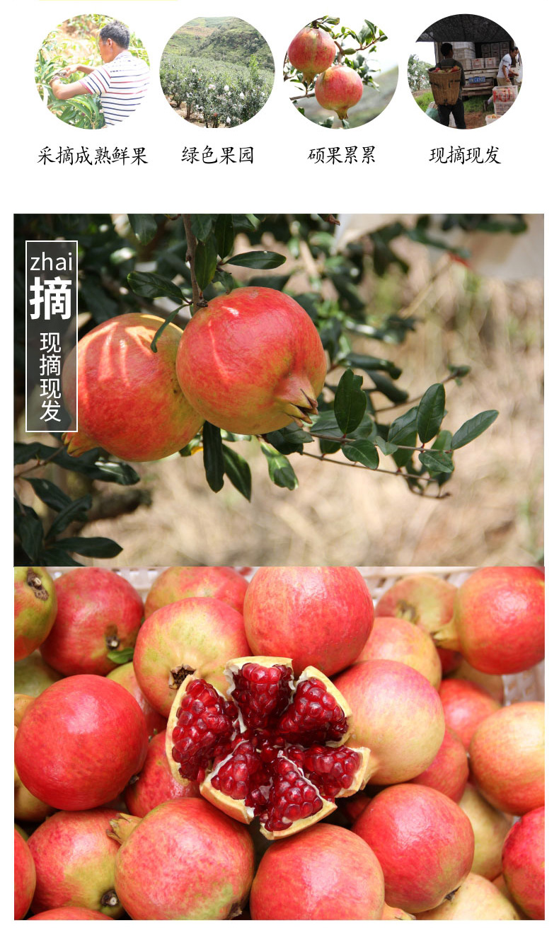 礼盒突尼斯软籽石榴 5斤大果 图6