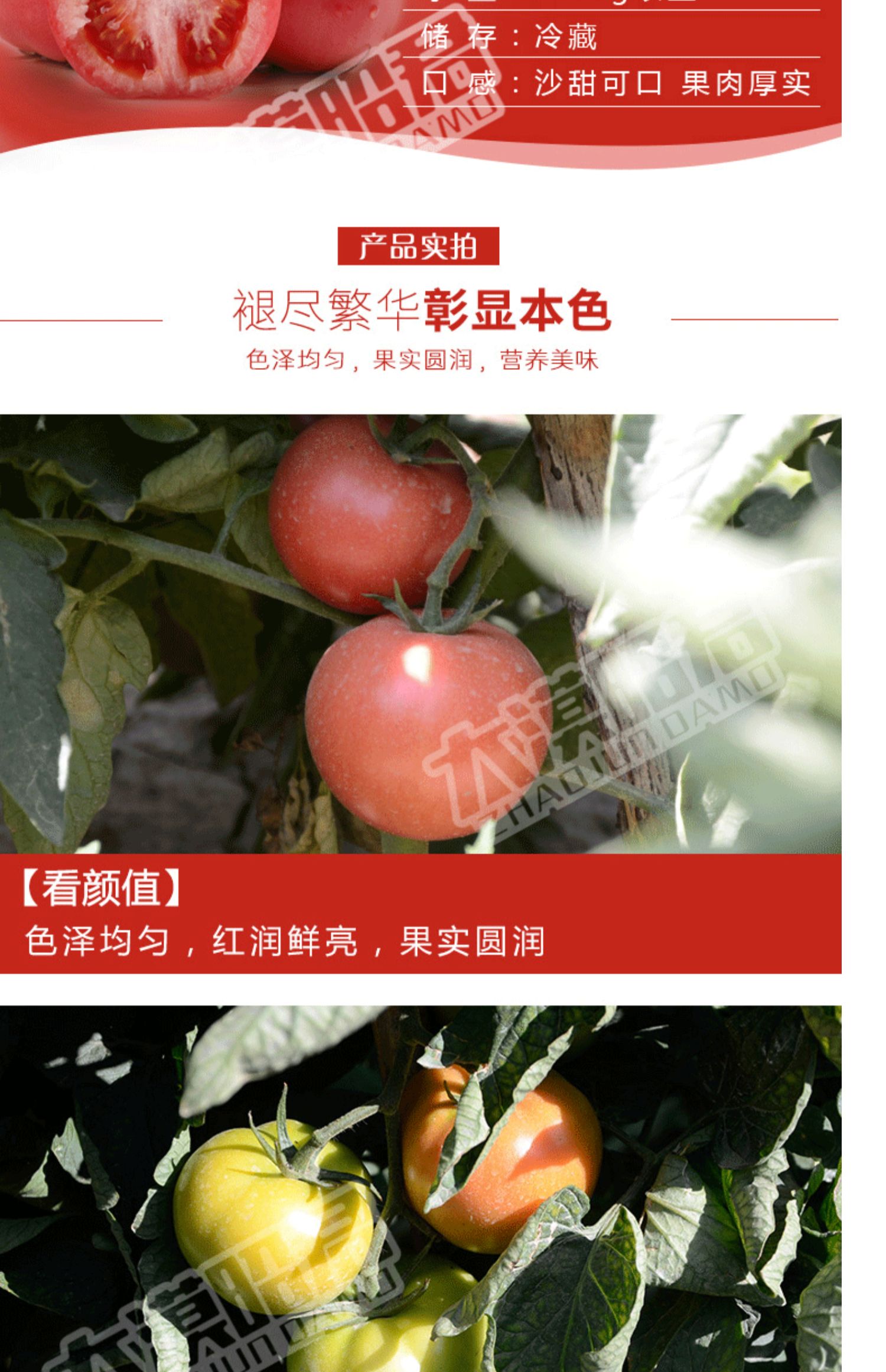 【河套西红柿】新鲜自然熟5斤番茄蔬菜