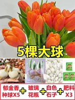 [Гидропонный пакет] 5 оранжевых тюльпанов [Раствор бесплатного питания+корневой порошок]