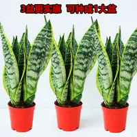 [Супер доступный 3 горшки] 30cm3 Tiger Pilan (оригинальный горшок для почвы)