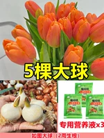 [Выбран] 5 оранжевых тюльпов [Раствор бесплатного питания+порошок корня]