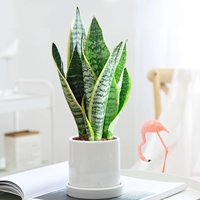 Tiger Piran 30cm3 (матовый керамический бассейн)