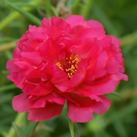 Стоматологические красные 30 ветвей без корневых ветвей для отправки удобрений