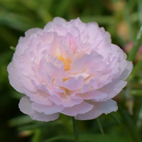 Тридцать разгражденных корней без корней без корней для отправки удобрений