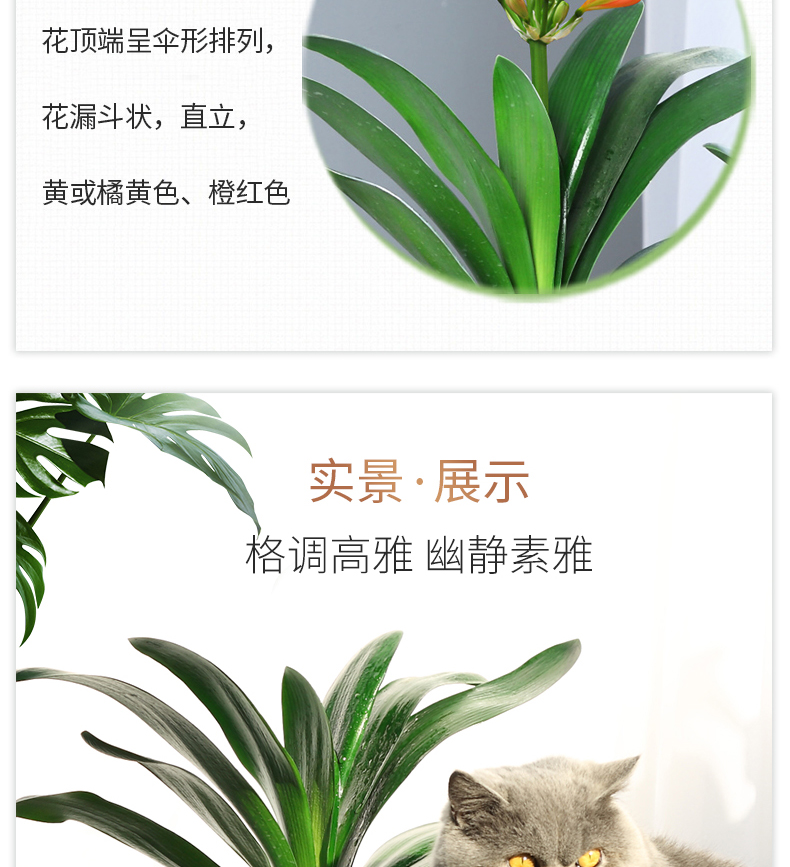 四季君子兰盆栽带花苞小苗花卉植物室内易活绿植水培好养多肉大全