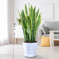 Tiger Pilan 50-60 High 9 деревьев [белая нить горшка]]