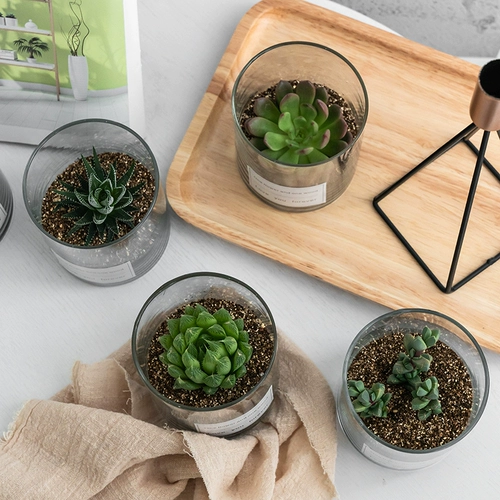 Сочный мини -мат -мяч для избайкового изделия из суккулентного растения.