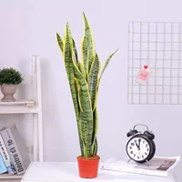 50-55 см. Один горшок из 3 деревьев купить два бесплатных бесплатных [обратная связь потерь]