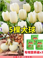 [Выбран] белые 5 тюльпанов [Раствор бесплатного питания+порошок корня]