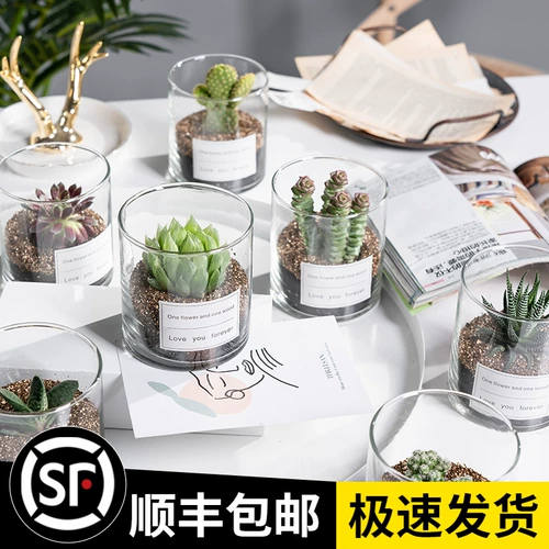 Сочный мини -мат -мяч для избайкового изделия из суккулентного растения.