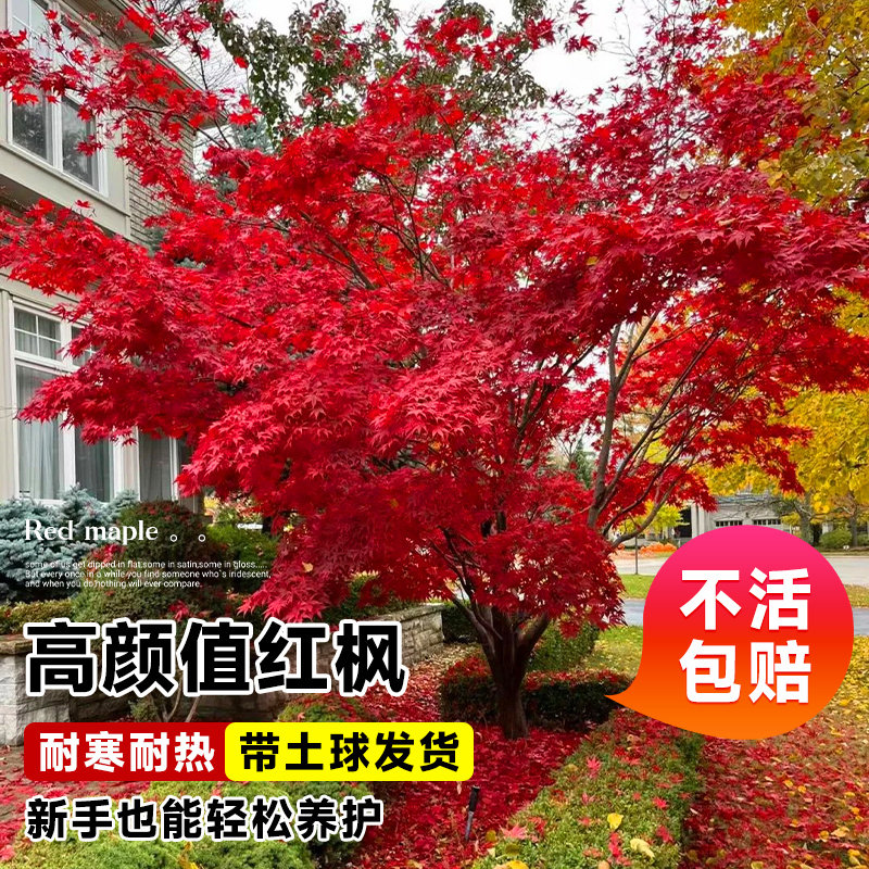 日本四季红枫“红舞姬”:庭院里的四季风景树!🍁🏡-花卉林木种子-淘宝百科网