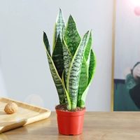 Tiger Piran 25-30 см3 (оригинальный почвенный бассейн)