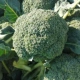 ▲ Оригинальные 2000 Отличные семена брокколи