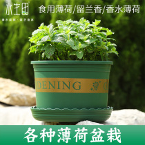 Mint potted plant edible cat mint grass lemon Remain lamb Four-season Balcony Planting Box Sloth to suck water pelvic gallon
