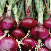 ▲ Zisheng Purple Leather Seed Seed 10g оригинал