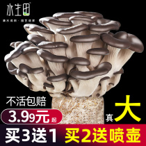 Mushroom Growing Pack Strain Fungus Bag Home Germfungus Mushrooms Mushrooms Edible Black Oyster Mushroom Family Fresh Fungus Stick Potted Plant