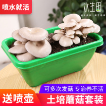 Mushroom Cultivation Buntobacteria Bag Strain Home Germfungus Mushroom Bag Black Oyster Mushroom Family Indoor Four Seasons Edible Mushroom