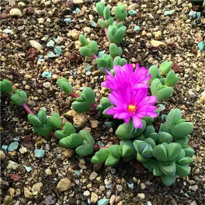 Yunnan fun cheap delivery green jasper Lotus Multi-meat gardening super cute wave balcony good planting new flower pot